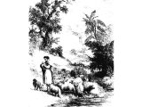 An eastern shepherd leading his flock